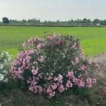 Tenuta Favorita Panzió Fontanetto Po